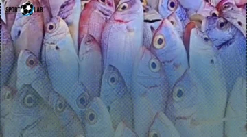 أسعار المرجان والأسماك في مطروح الخميس 30-10-2025 تصل إلى 180 جنيهاً